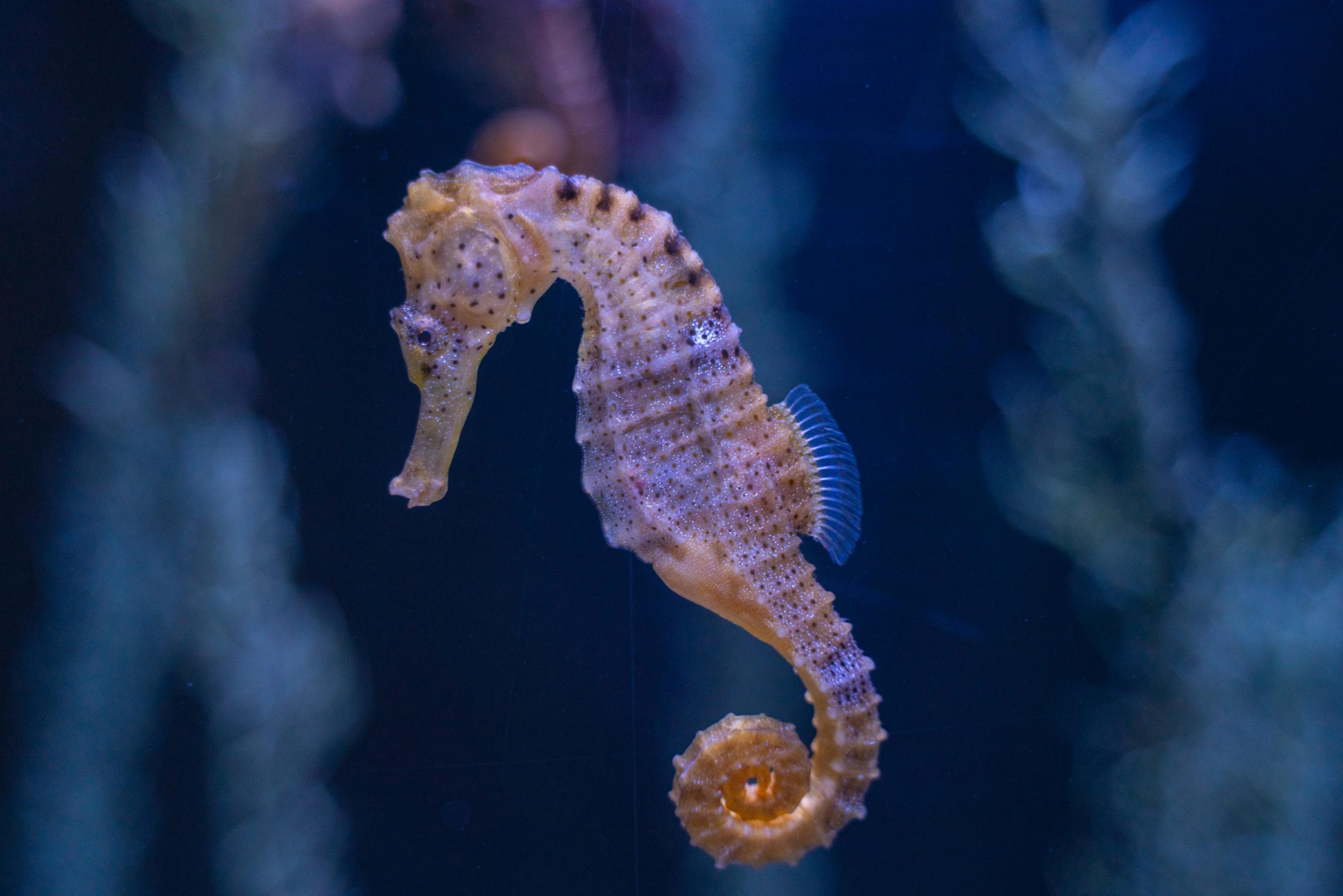 Câluțul de mare este și el lent. sursa foto pexels.com