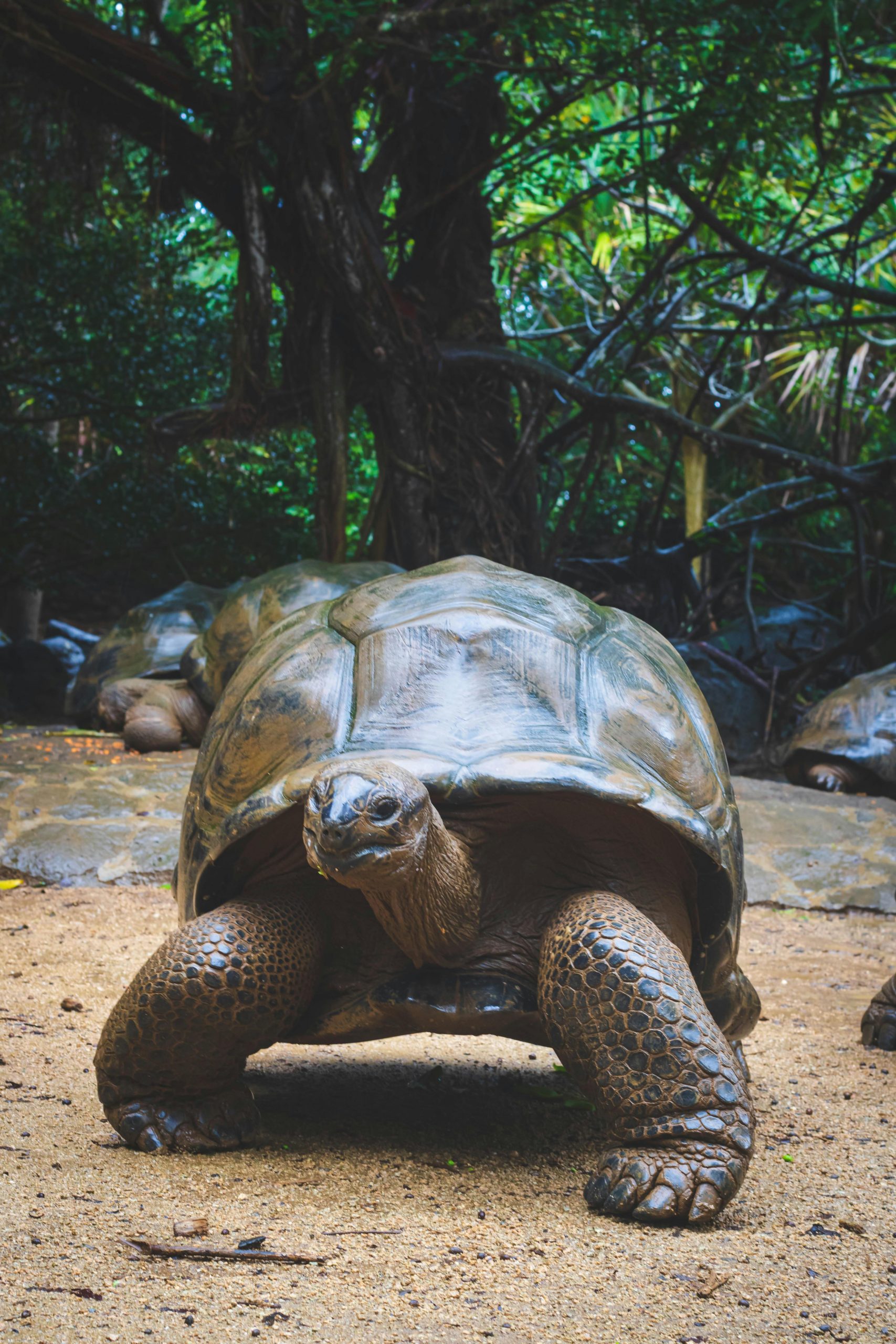 Țestoasa de Galapagos este și ea lentă. sursa foto pexels.com