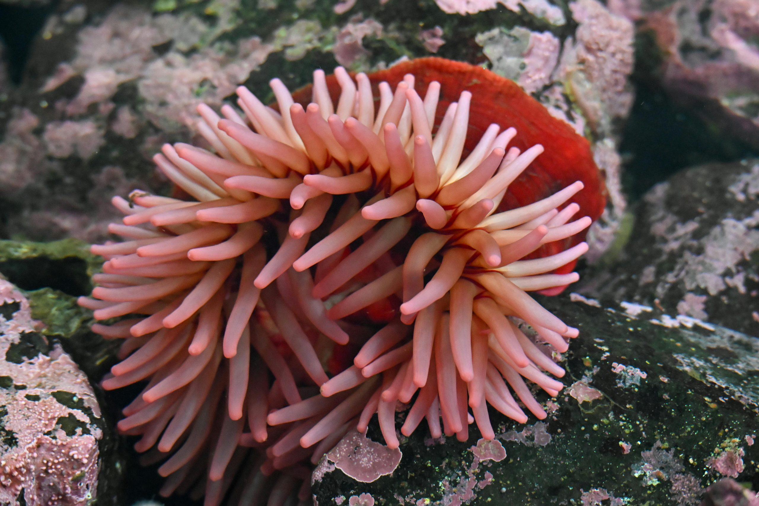 Anemona de mare, care înaintează cu doar 10–25 cm pe oră (0,00006–0,00015 mph) atunci când își caută un nou adăpost. sursa foto pexels.com