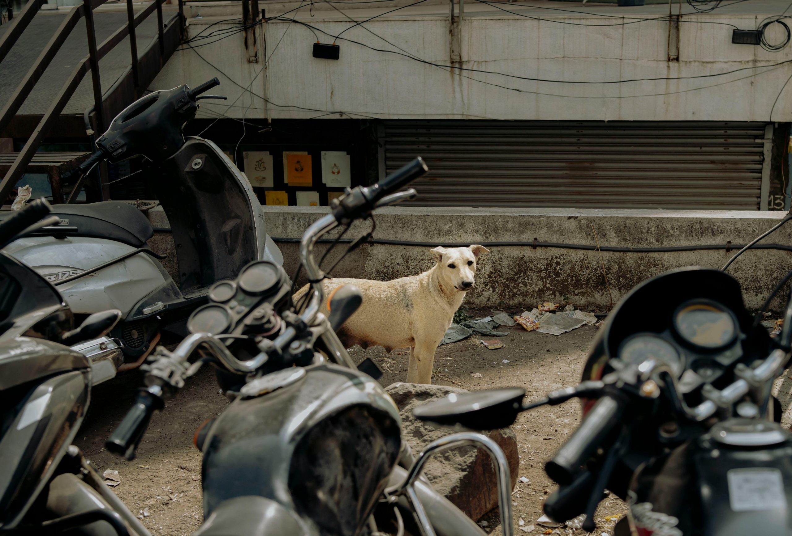 Legea 205/2004 privind protecţia animalelor prevede că abandonul animalelor constituie contravenție, sancționată cu amendă de 3.000 de lei până la 12.000 de lei. sursa foto pexels.com