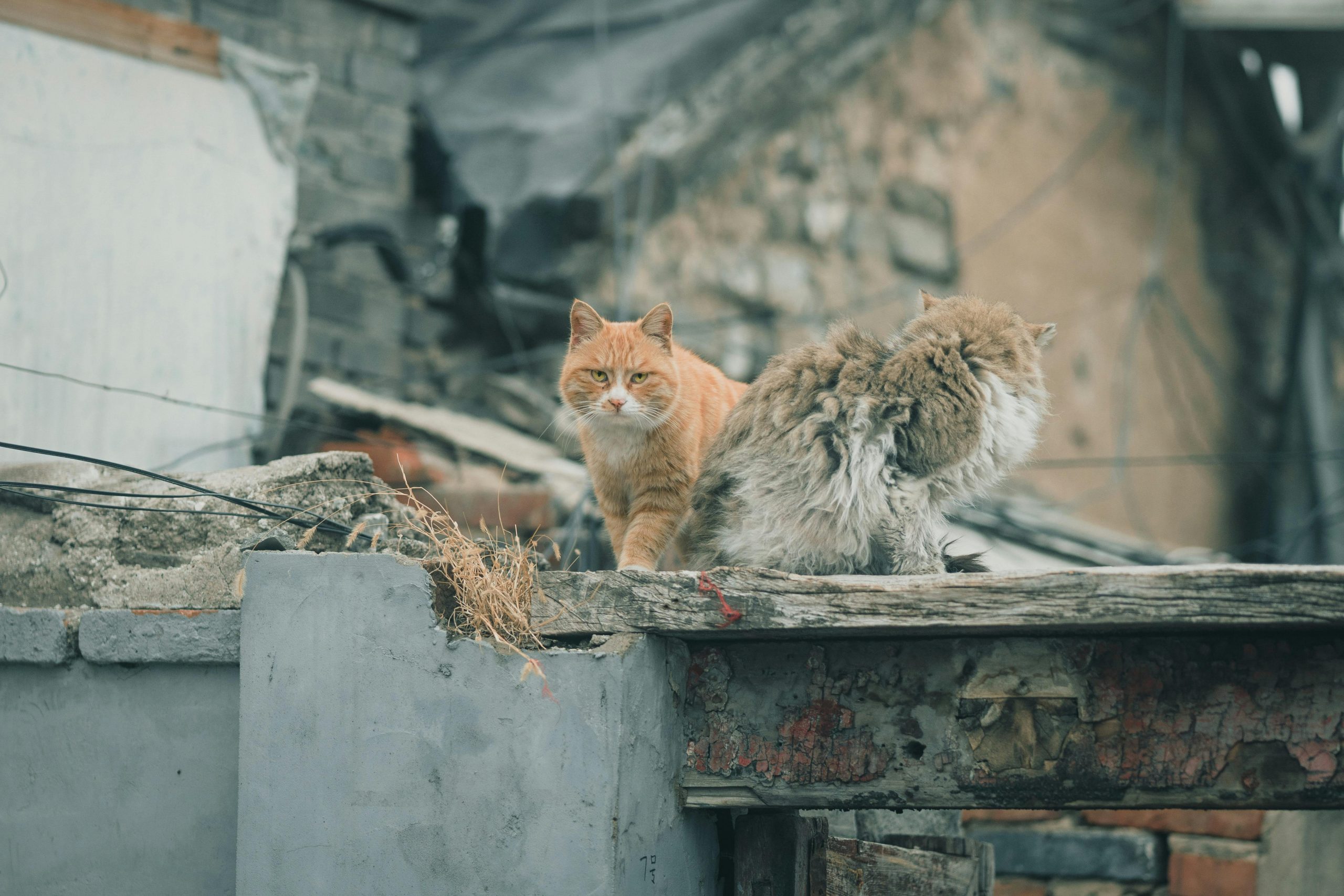 Imaginile obținute pot fi folosite ca probe pentru aplicarea amenzilor. sursa foto pexels.com