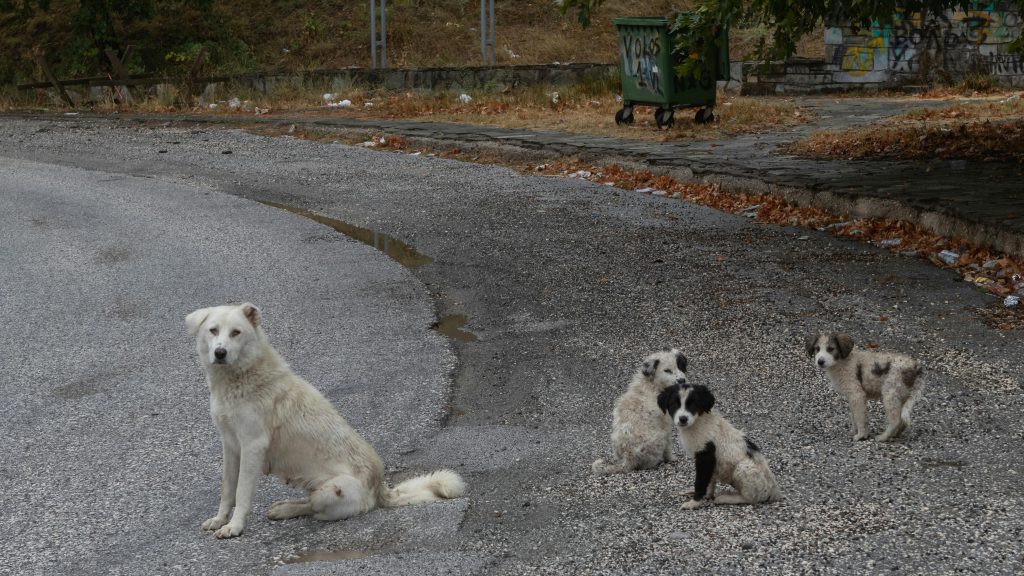 Comuna din Maramureș care va „vâna cu drona” oamenii care abandonează animale. sursa foto pexels.com