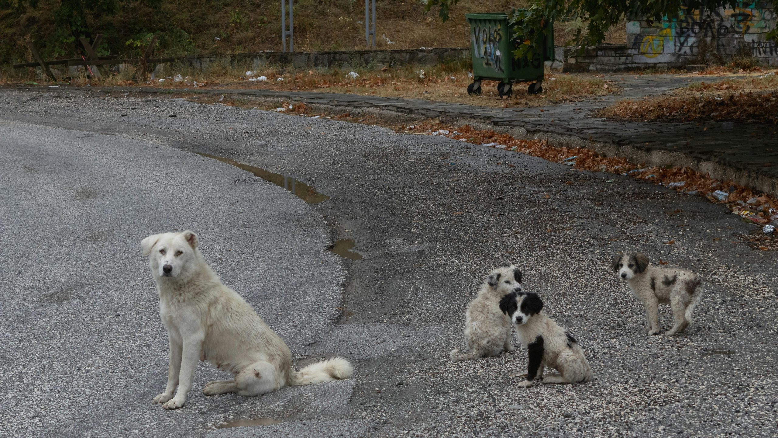 Comuna din Maramureș care va „vâna cu drona” oamenii care abandonează animale. sursa foto pexels.com
