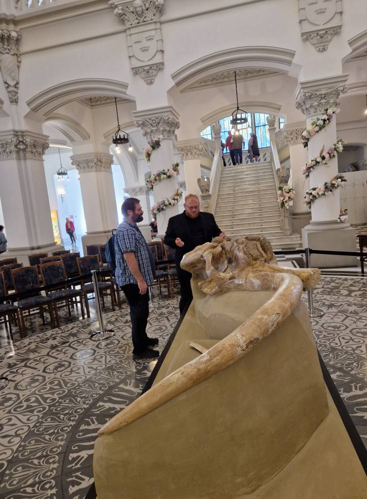 Este singurul craniu din specia Mammuthus trogontherii conservat pe teritoriul României. sursa foto Facebook