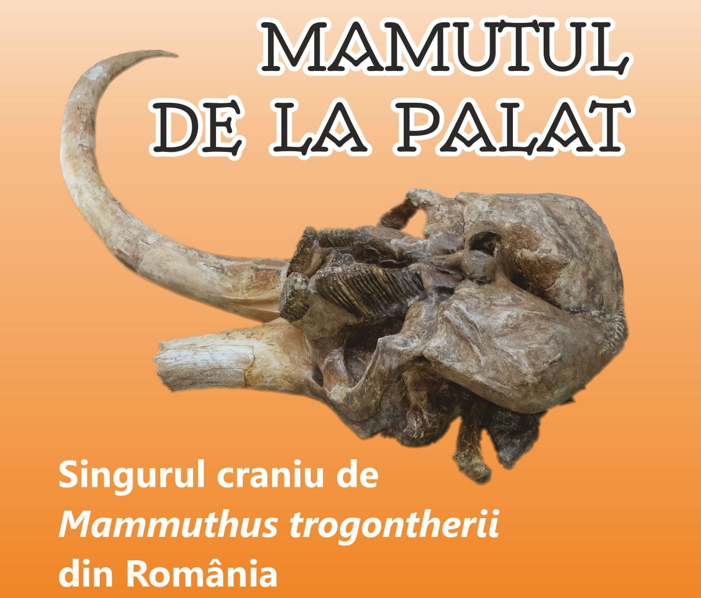 Craniul unui mamut, vechi de aprox. 350.000 de ani, a fost expus la Palatul Culturii din Iași
