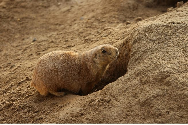 Cum să identifici vizuinile și găurile făcute de animale