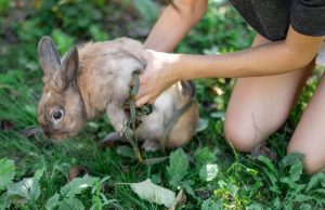 Cum să recunoașteți excrementele animalelor: ghid complet pentru urme și indicii din natură