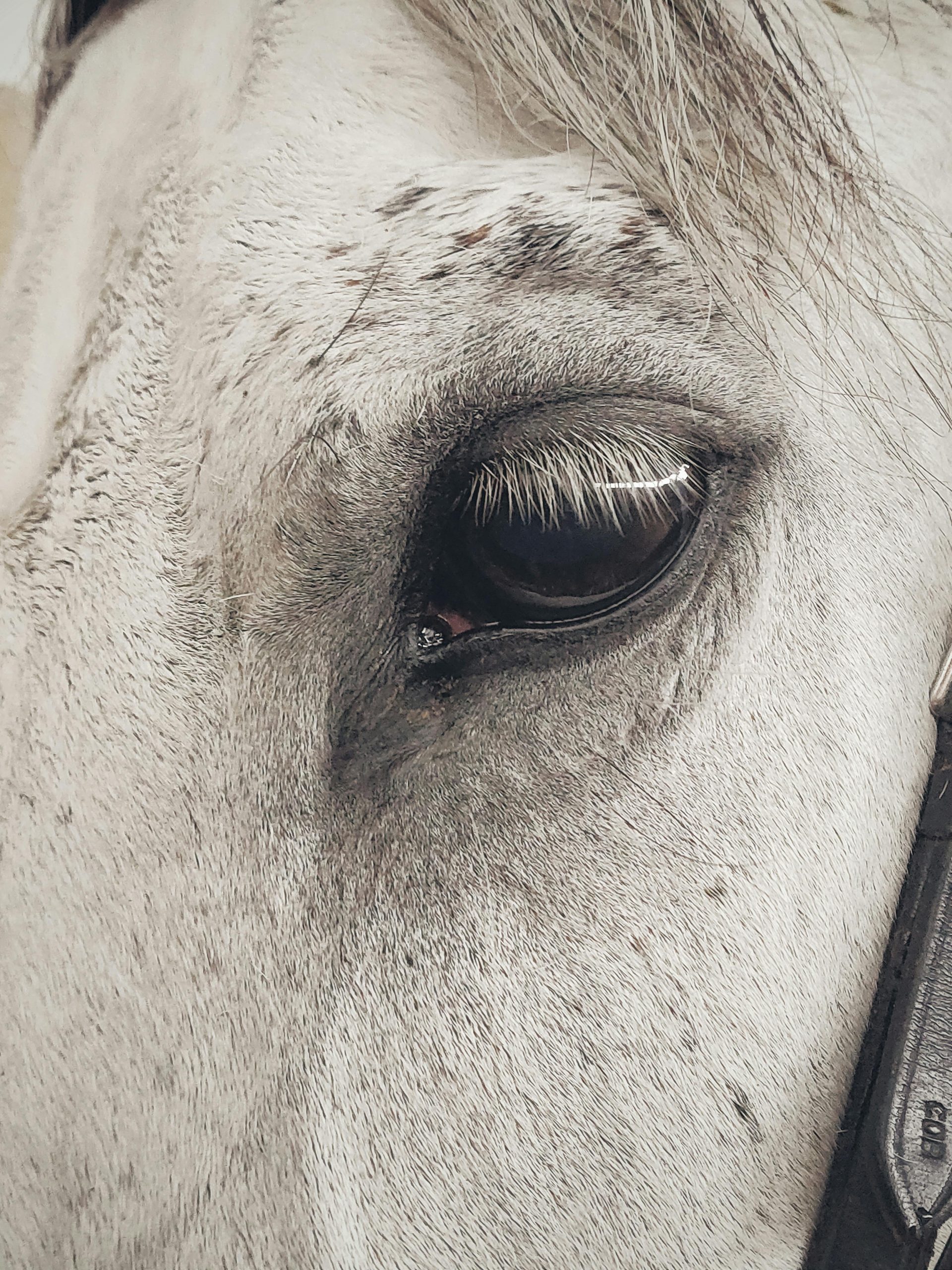 Caii au unii dintre cei mai mari ochi dintre toate mamiferele terestre. sursa foto pexels.com