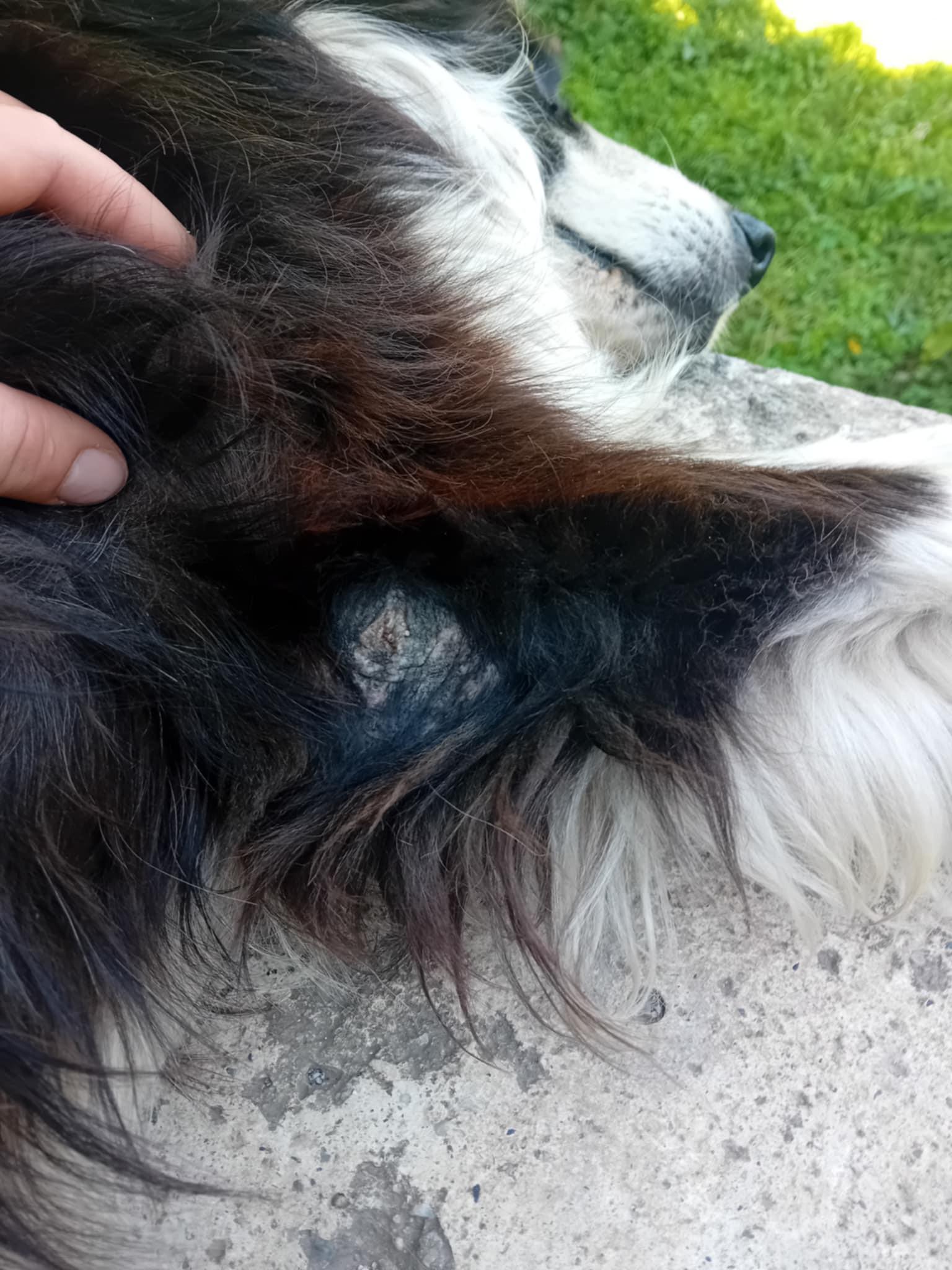 Acuză neglijență din partea adoptatorilor, afirmând că viața animalului este pusă în pericol. sursa foto Facebook