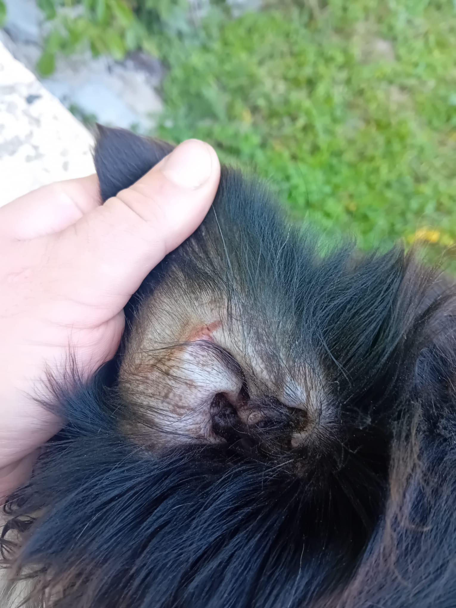 Animalul ar fi fost verificat de autoritățile veterinare și de protecția animalelor, care nu au găsit nereguli. sursa foto Facebook