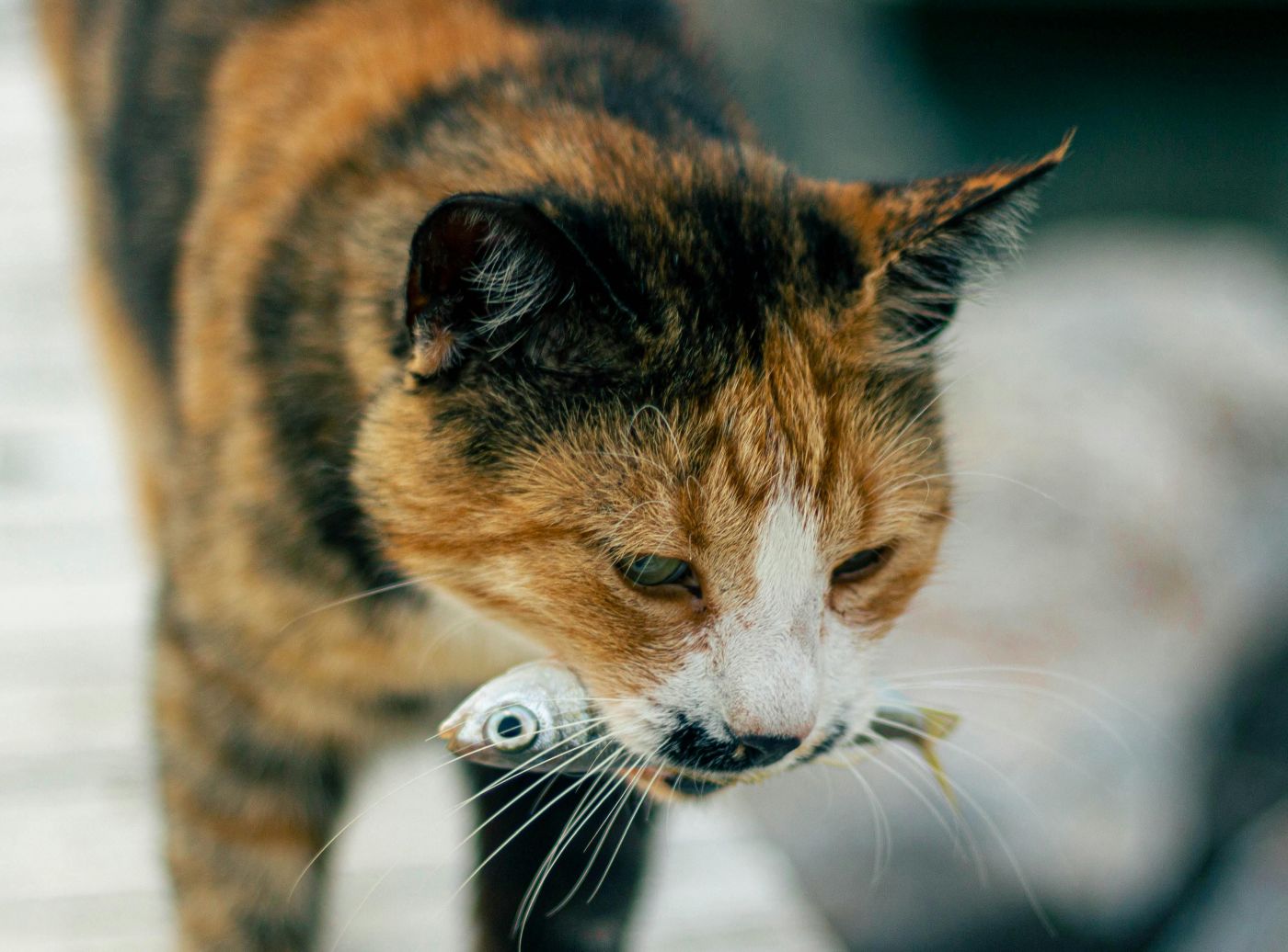 De ce aduc pisicile acasă animale moarte. sursa foto pexels.com