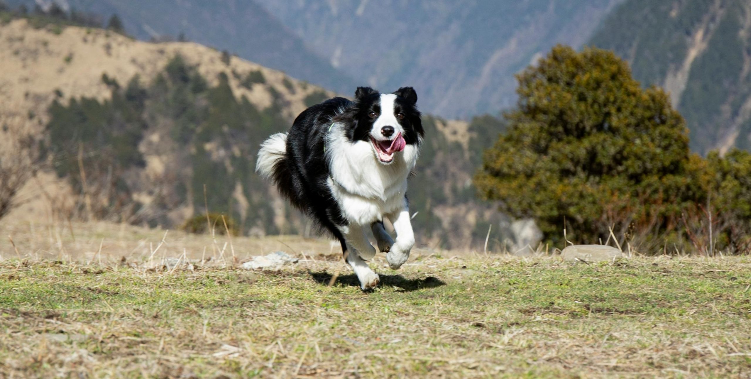 Unii stăpâni se îngrijorează că aceste comportamente ar putea semnala anxietate sau o tulburare compulsivă. sursa foto pexels.com
