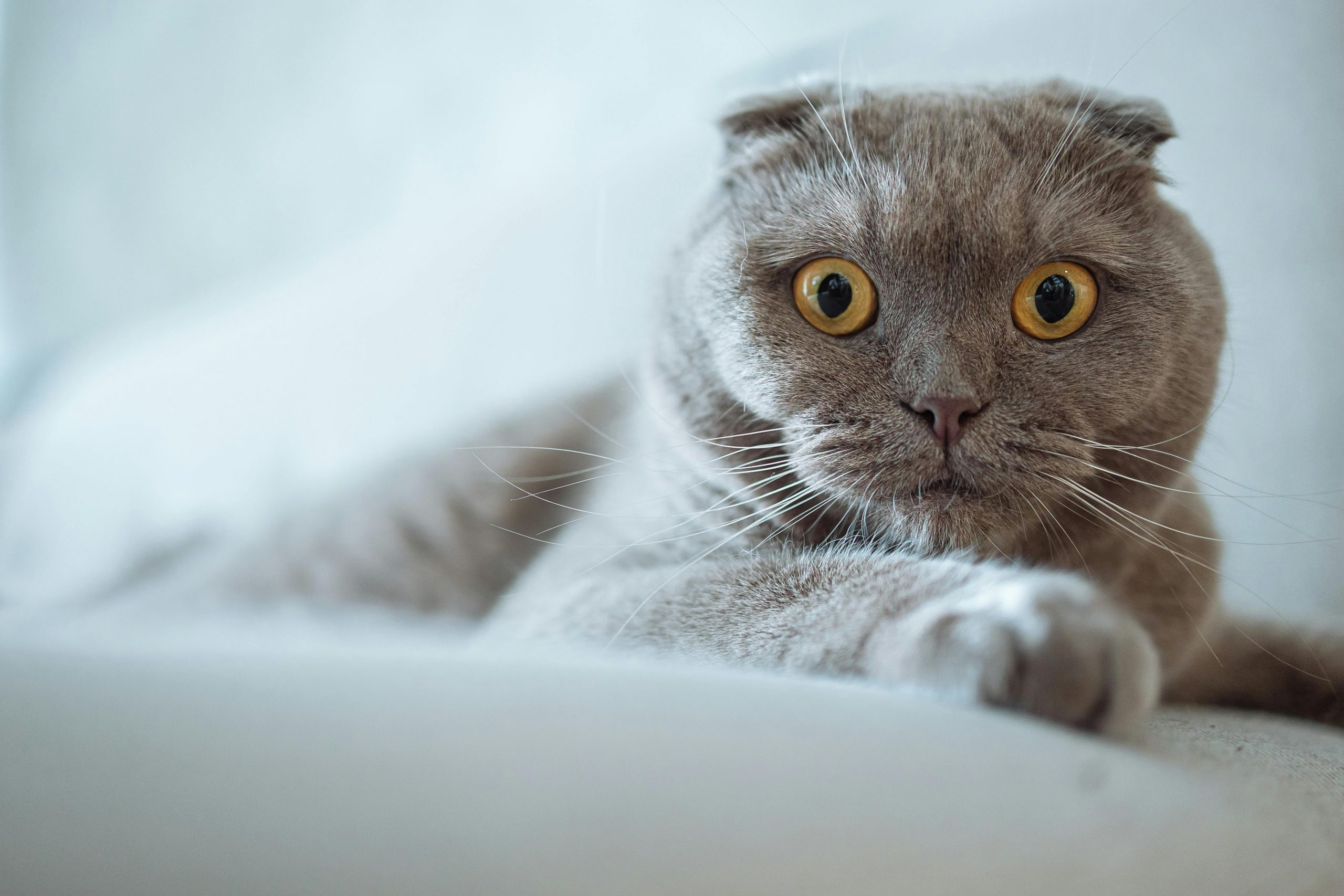 De ce pisicile se strâmbă după ce miros ceva? sursa foto pexels.com