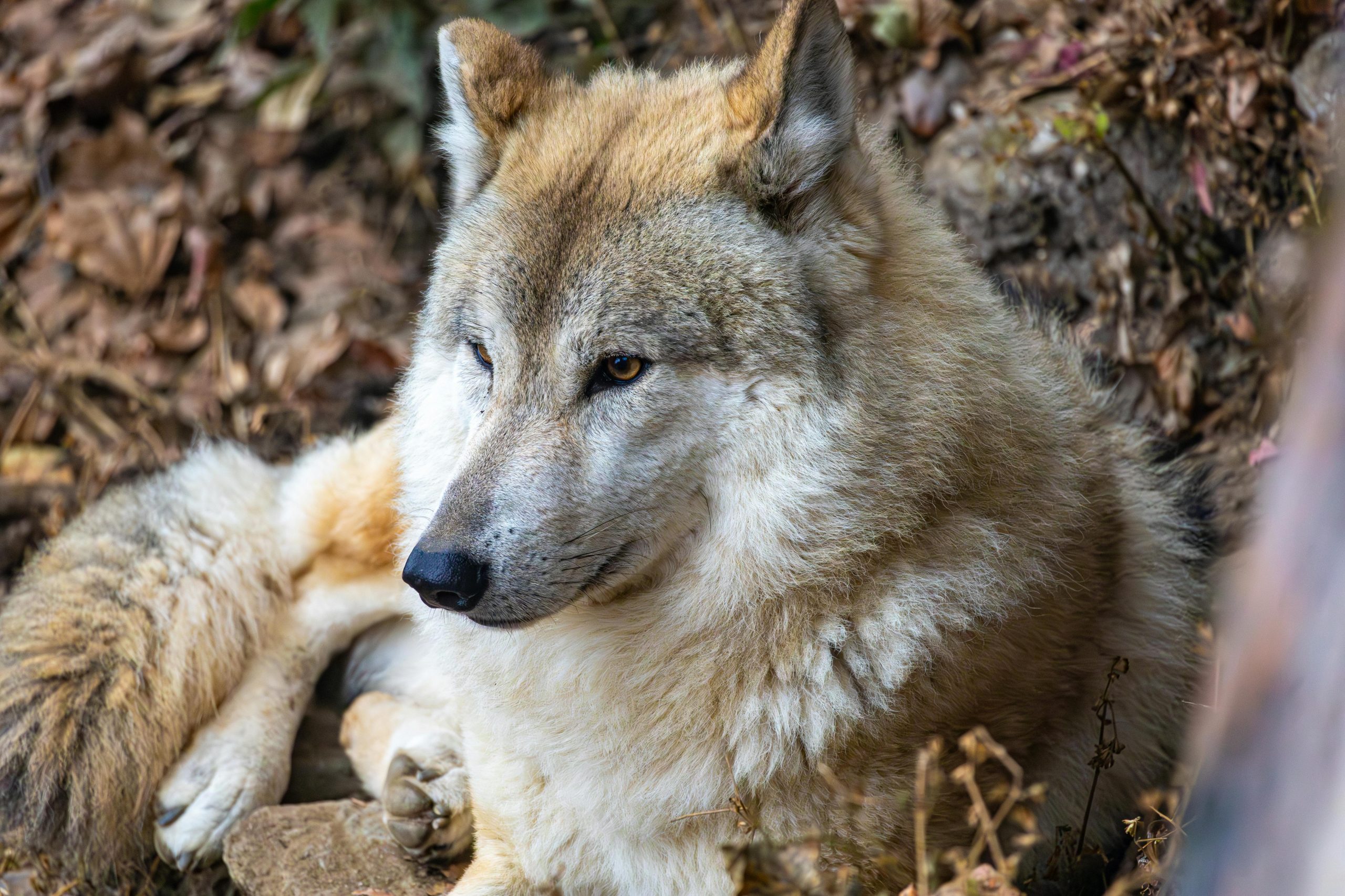 Studiile ulterioare au arătat că haitele de lupi sălbatici sunt, de fapt, grupuri de familie. sursa foto pexels.com