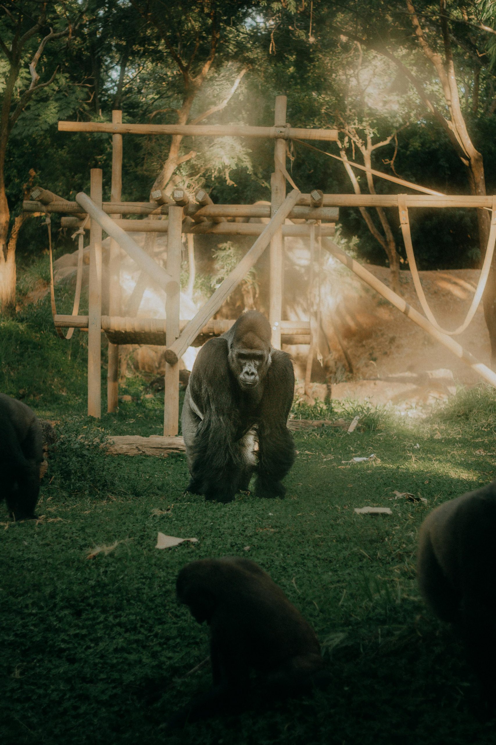 Expresia „alpha male” a fost folosită pentru prima dată în 1970 de către David Mech, biolog specializat în fauna sălbatică sursa foto pexels.com