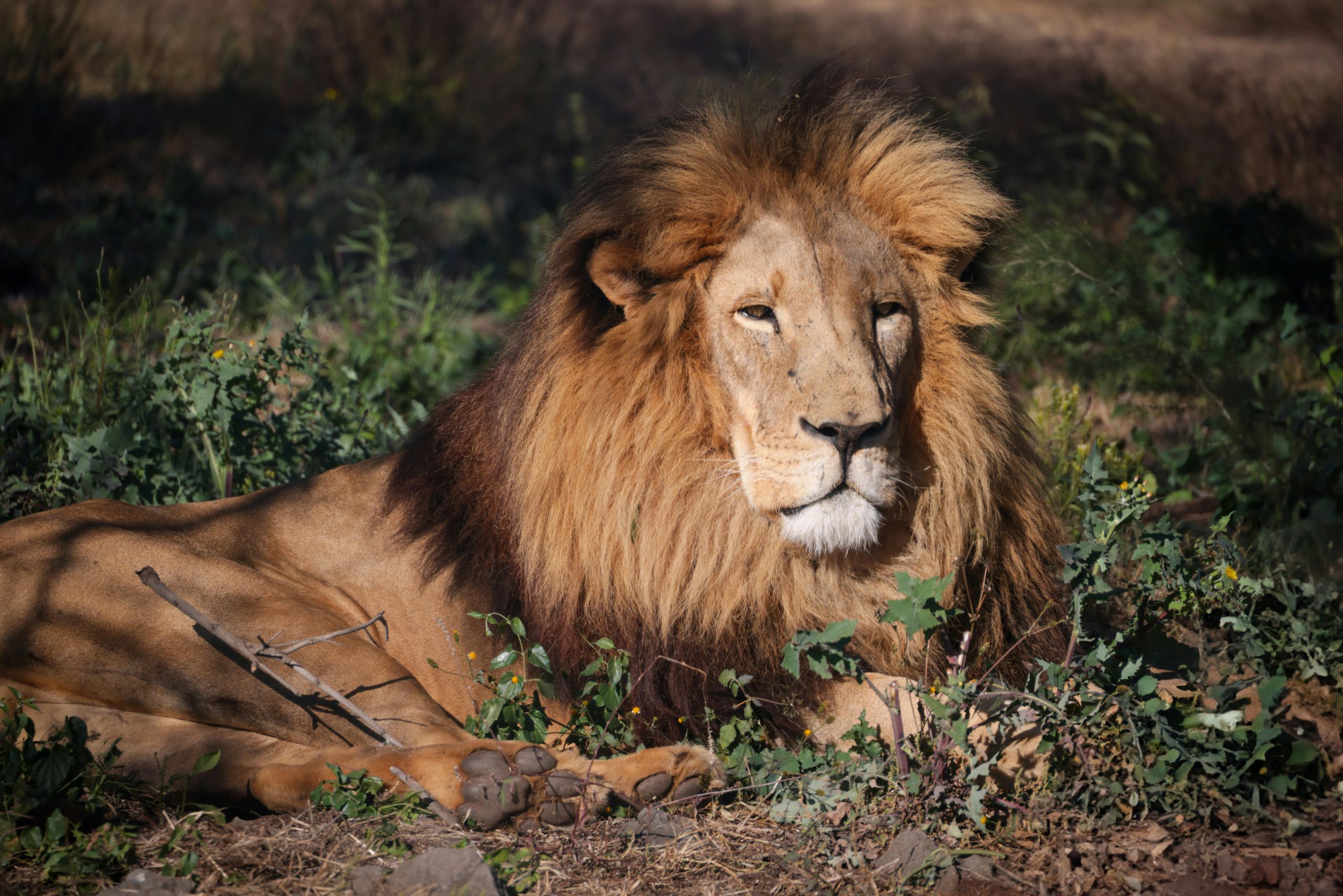 Cu alte cuvinte, cel mai puternic individ nu este întotdeauna și cel care ia deciziile pentru grup. sursa foto pexels.com