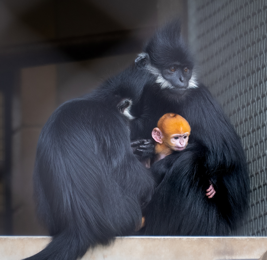 Grădina zoologică din Oklahoma anunță că s-a născut o maimuță asiatică portocalie, pe cale de dispariție