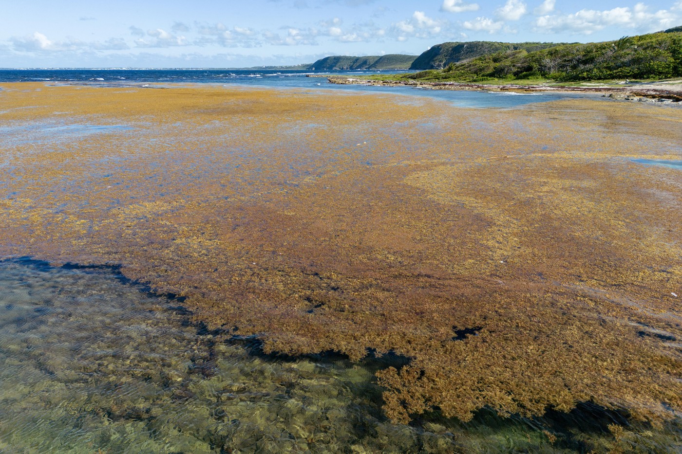 Marea Centură de Sargassum din Atlantic a devenit un fenomen oceanic fără precedent. sursa foto Profimedia