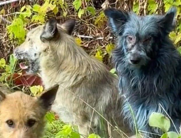 Mister în Cernobîl câini cu blană albastră. sursa foto Dogs of Cernobyl