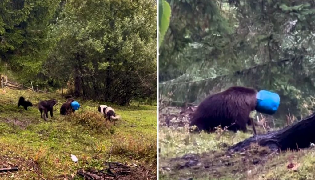 O ursoaică rătăcea cu un butoi blocat pe cap, până când a fost salvată. sursa foto capturi video Facebook