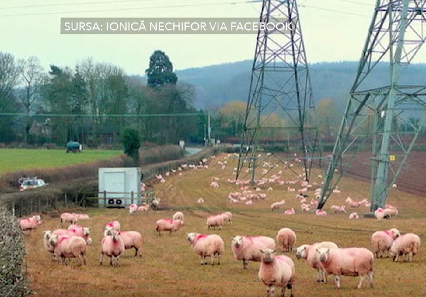 Oaia cu lână roz, o inovație genetică românească. Stațiunea Popăuți pregătește omologarea unei noi varietăți Karakul