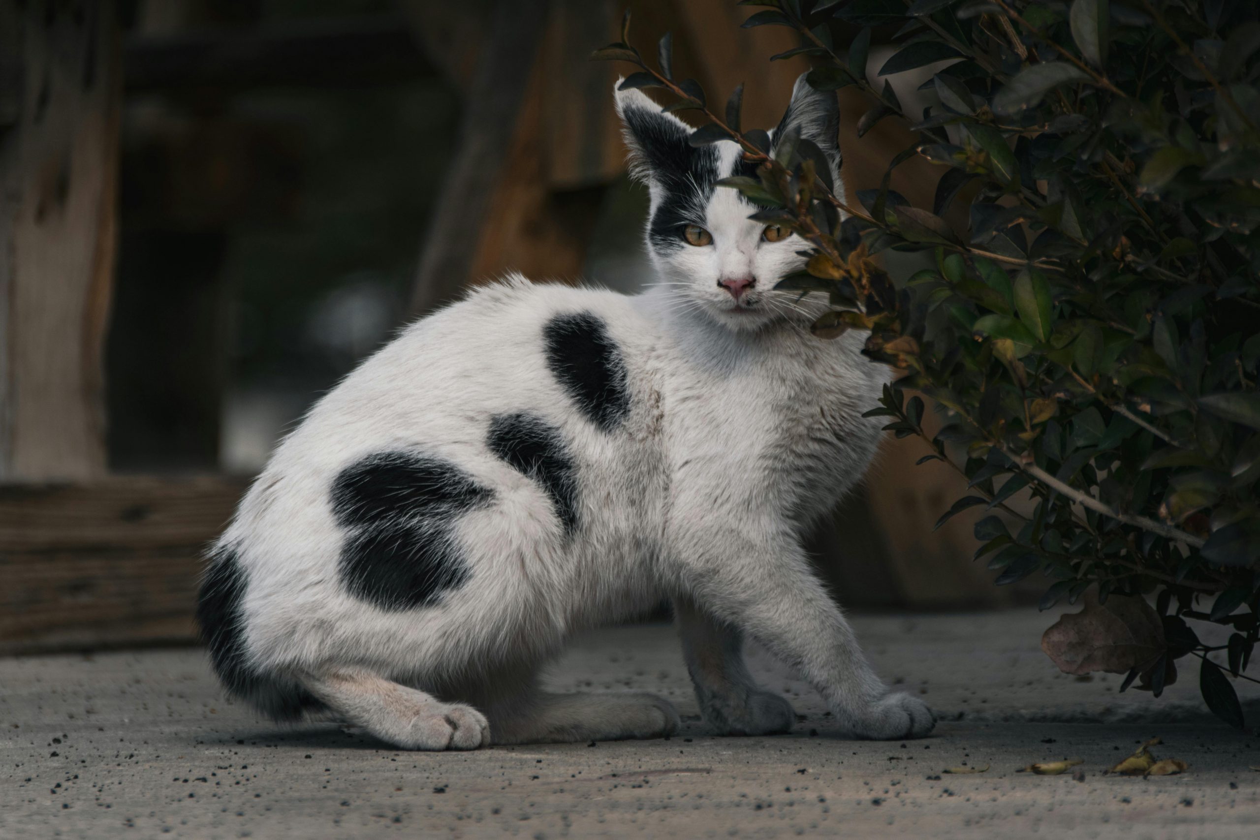 Primarul din Brașov îi roagă pe oameni să fie empatici cu toate animalele. sursa foto pexels.com