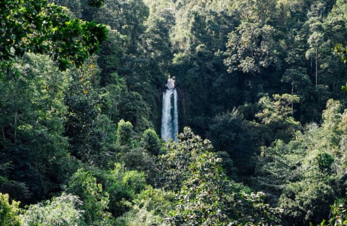Protejarea pădurilor tropicale din Brazilia și Indonezia. Sunt adăpost pentru numeroase comunități indigene
