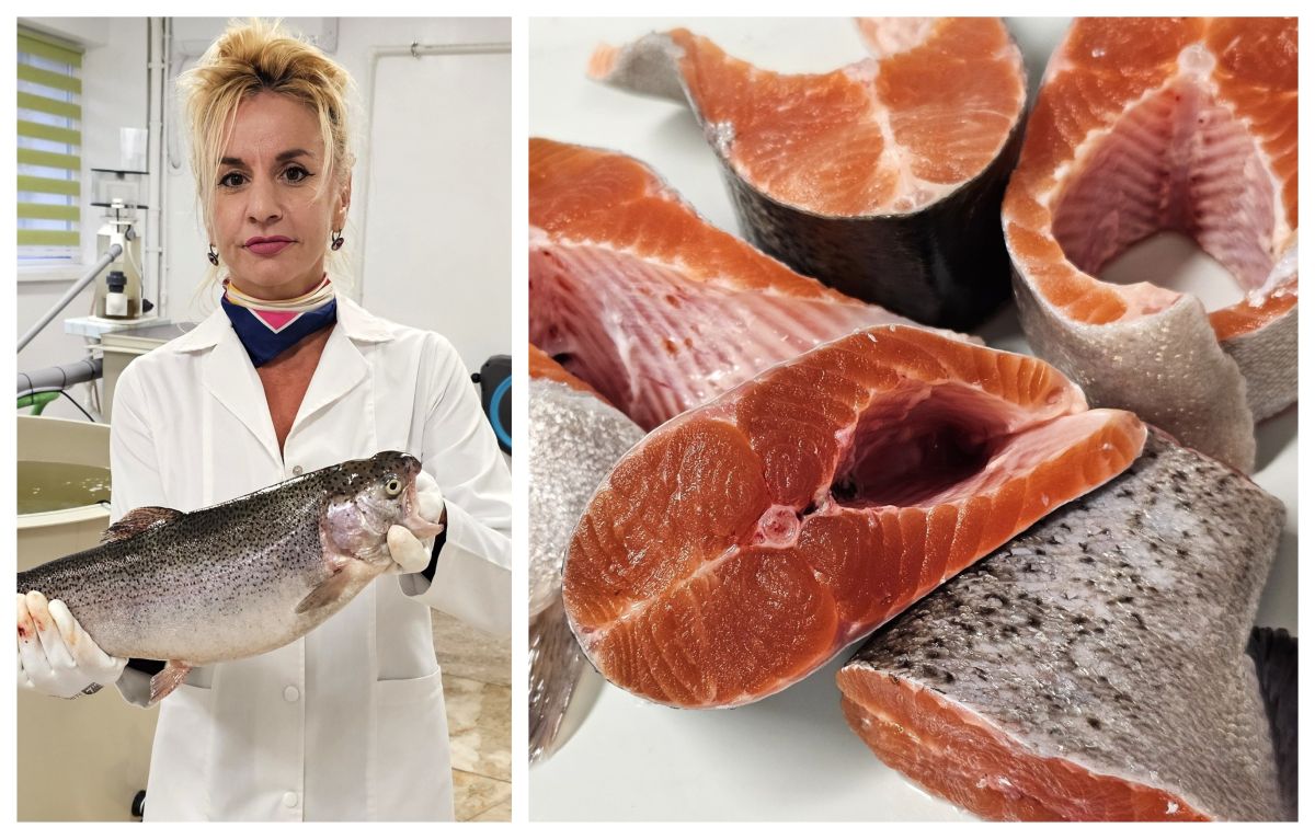 Păstrăvul curcubeu, o nouă specie de pește din Marea Neagră