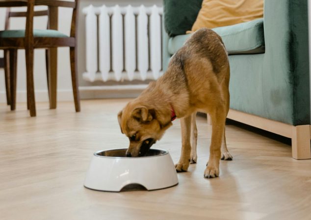 Pot câinii să mănânce fasole verde?