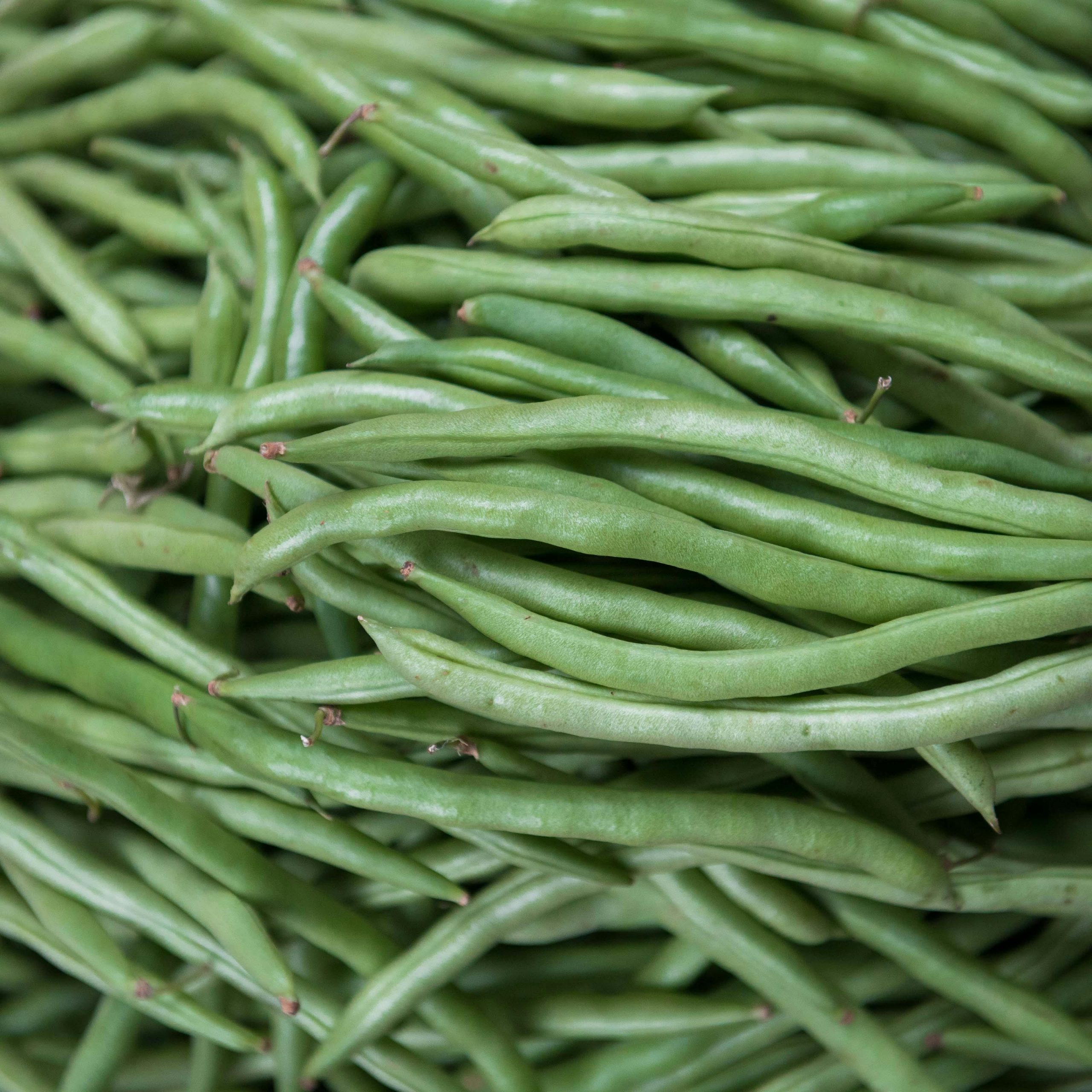 În ultima vreme, a devenit populară așa-numita „dietă cu fasole verde” pentru câini. sursa foto pexels.com