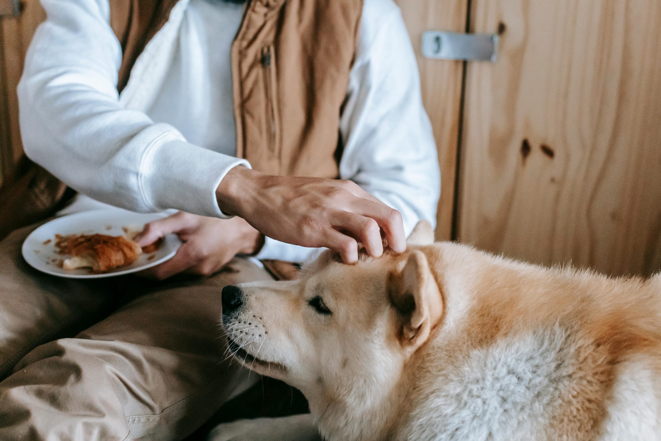 Evitați însă sosurile de merișoare care conțin zahăr adăugat sau alte ingrediente dăunătoare. sursa foto pexels.com