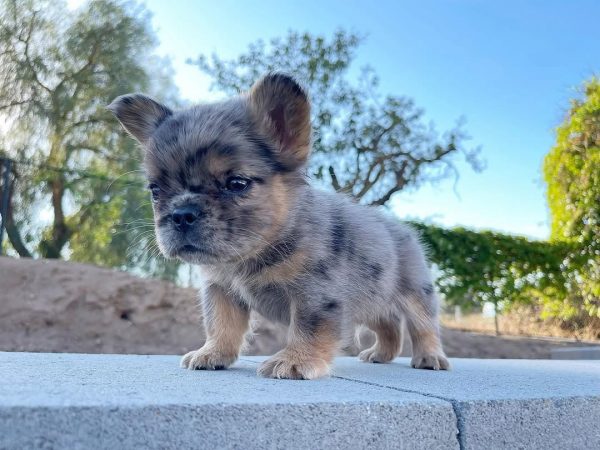 Rasa de câini Fluffy Frenchie: tot ce trebuie să știi despre îngrijirea lor