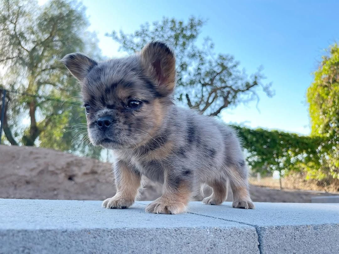 Rasa de câini Fluffy Frenchie. sursa foto Instagram