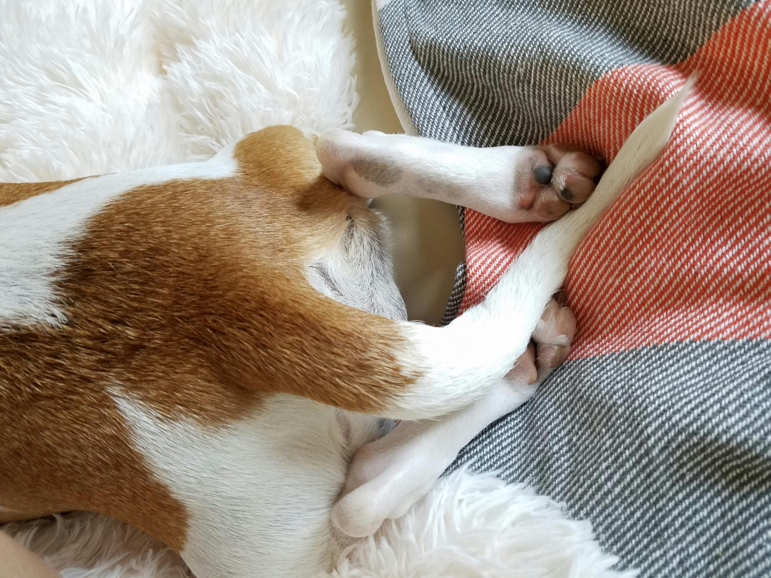 Boxerii ocupă primul loc, fiind de 3,6 ori mai predispuși să sufere leziuni ale cozii decât câinii metiși. sursa foto pexels.com