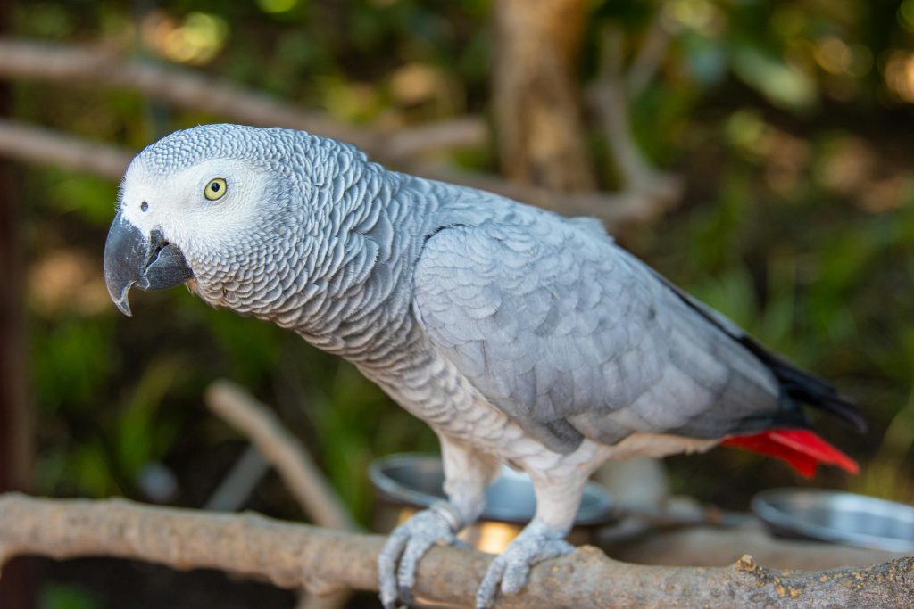 Congo impune o nouă interdicție pentru a proteja papagalii gri africani. sursa foto pexels.com
