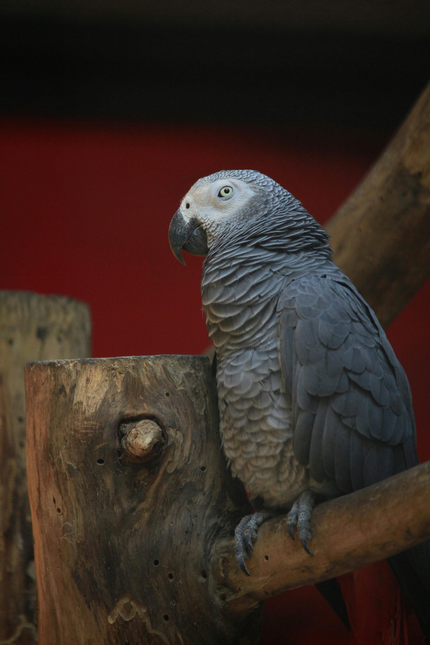 Măsura aceasta vine după ce ce mii de gospodării continuă să păstreze aceste creaturi emblematice ca animale de companie. sursa foto pexels.com