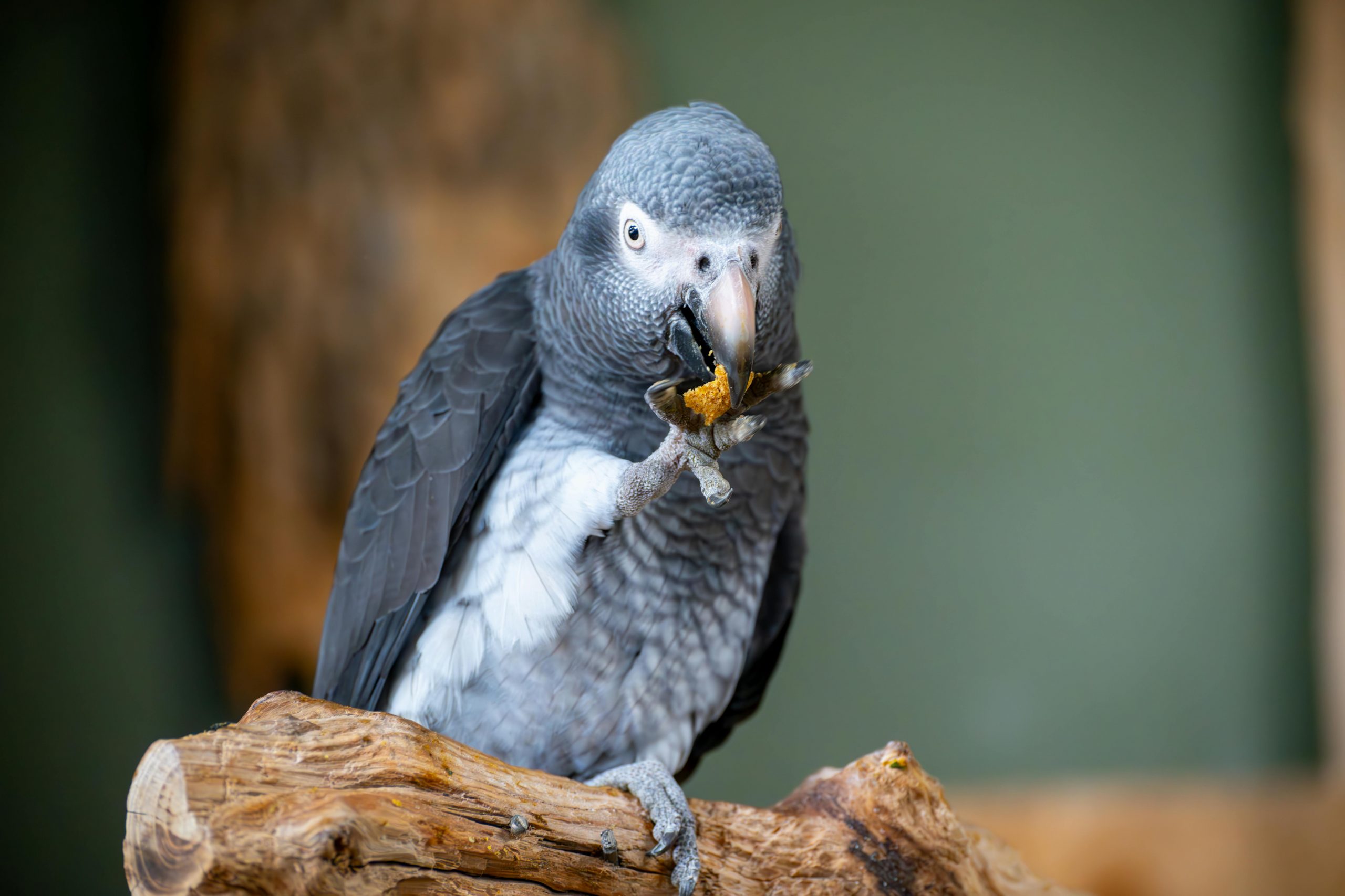 Papagalii gri sunt importanți și pentru natura din Congo. sursa foto pexels.com