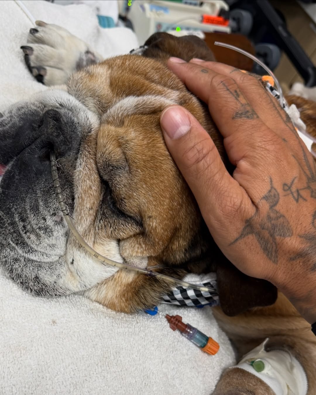 În ultima săptămână de viață, Roscoe a fost internat în spital cu pneumonie. sursa foto Instagram