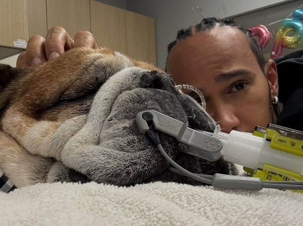 Roscoe, câinele lui Lewis Hamilton, a murit după 5 ani de veganism. sursa foto Instagram