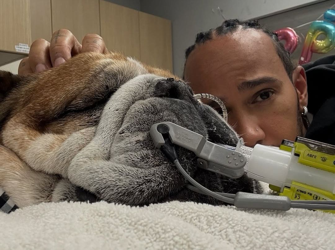 Roscoe, câinele lui Lewis Hamilton, a murit după 5 ani de veganism. sursa foto Instagram