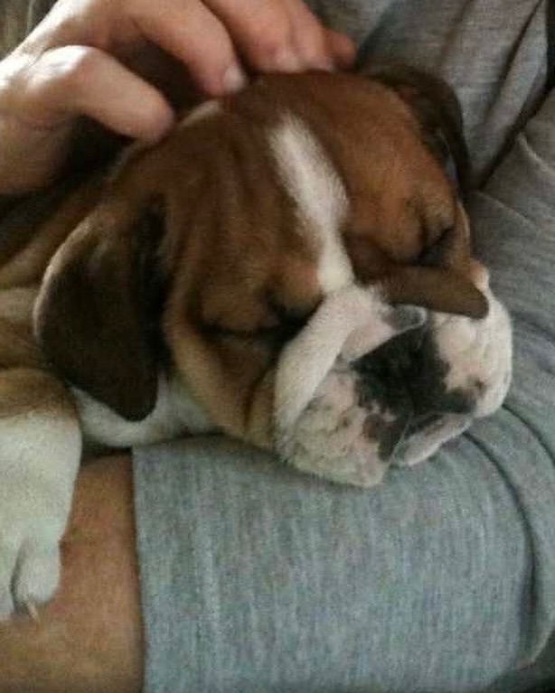 Roscoe a avut probleme de sănătate și se confrunta cu dificultăți de respirație și de mers. sursa foto Instagram