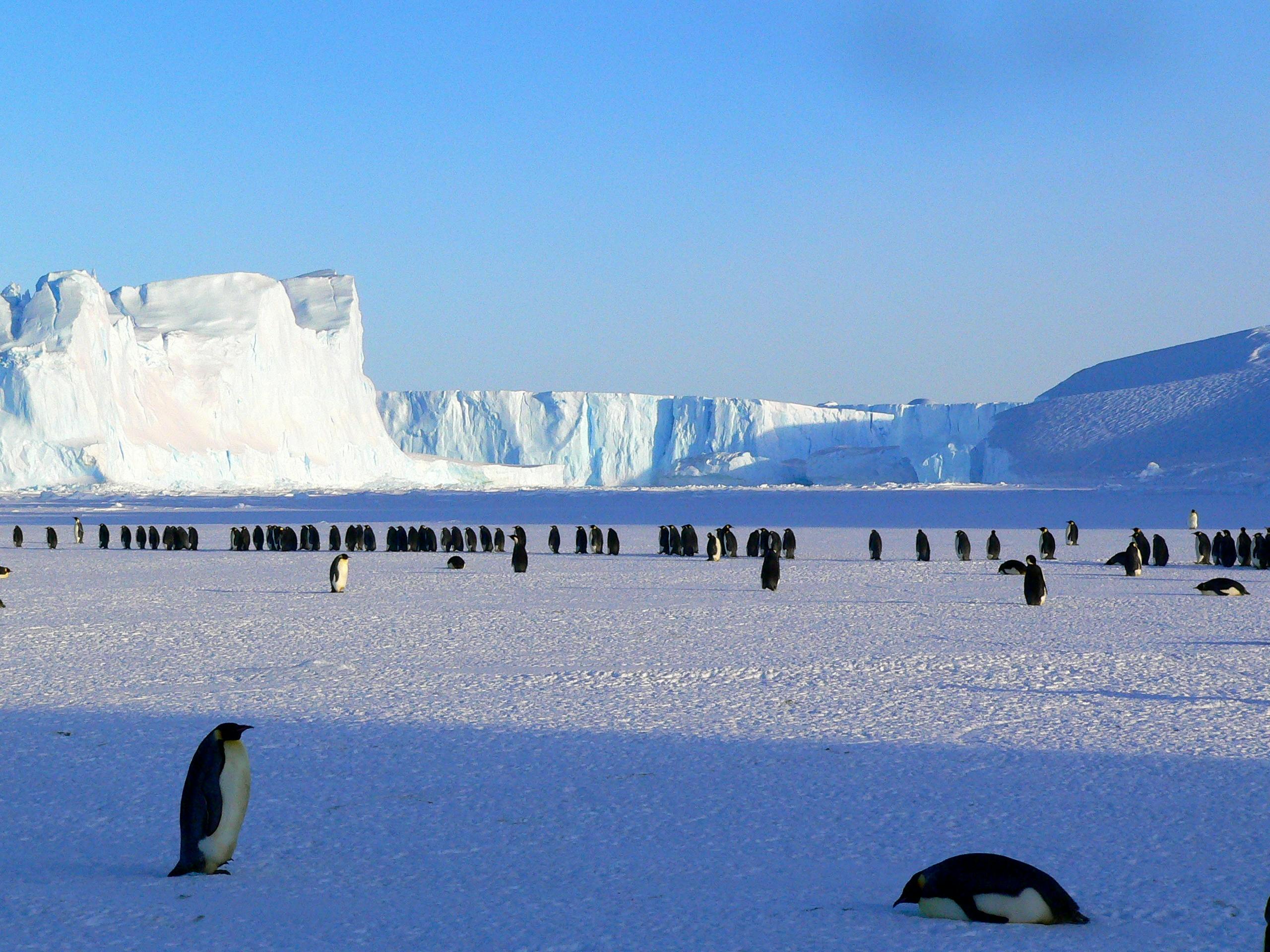 Pinguinii imperiali și alte specii dependente de gheață pentru habitat și reproducere sunt în pericol real. sursa foto pexels.com