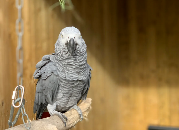 Papagali care înjură: Cinci „comedianți” cu pene au fost separați la o grădină zoologică din Marea Britanie