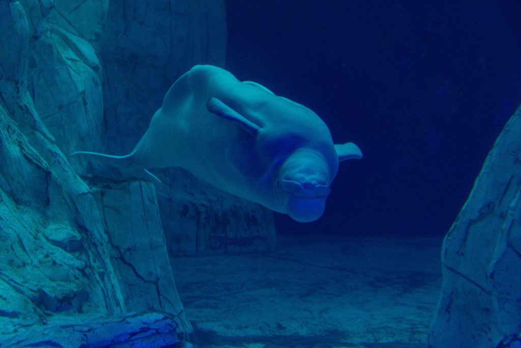 Transferul în China al celor 30 de balene din parcul Marineland a fost blocat. sursa foto pexels.com