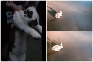 Un iepure a fost salvat de plutonierul Epure Bogdan, în Galați!