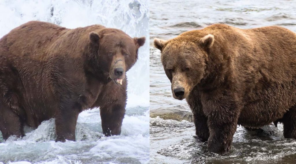 Ursul de jumătate de tonă numit Chunk câștigă competiția „Fat Bear Week”. sursa foto explore.org