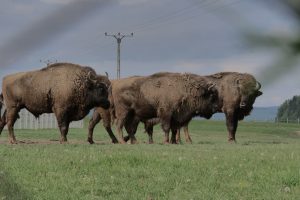 Valea Zimbrilor din Vama Buzăului – un colț de natură unde animalele și oamenii trăiesc în armonie