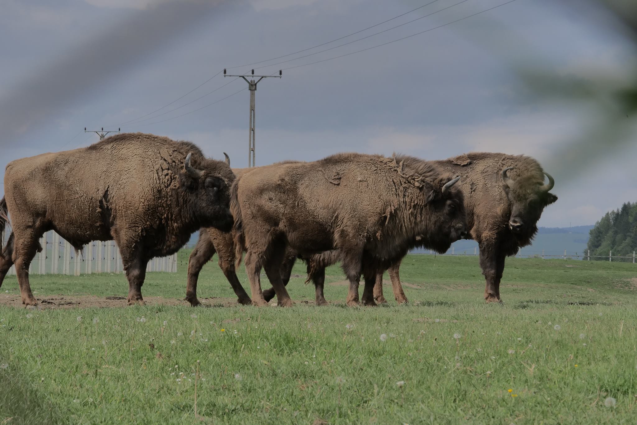 Valea Zimbrilor din Vama Buzăului, un colț de natură unde animalele și oamenii trăiesc în armonie. sursa foto Facebook valea-zimbrilor.ro