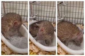 Tenrecul care a cucerit internetul: o baie de praf transformată în spectacol de drăgălășenie / VIDEO