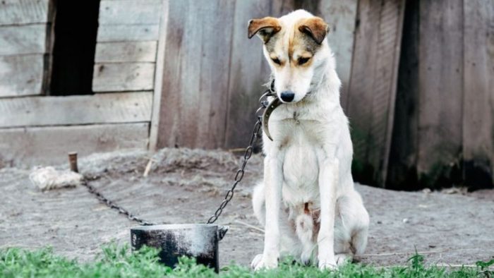 ASPA București lansează un apel către populație din cauza ciclonului Barbara: „Eliberați animalele din lanțuri sau din padocuri ca să se adăpostească”